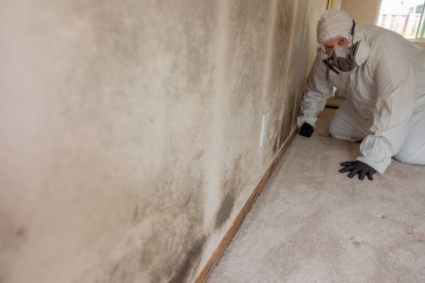 Best Biohazard Mold Removal  in Downers Grove, IL